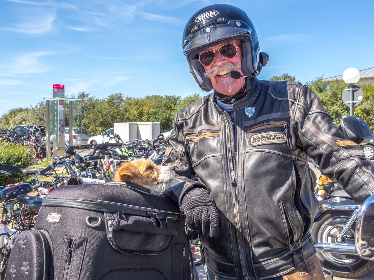 Kleiner Hund als Beifahrer auf der Harley-Davidson