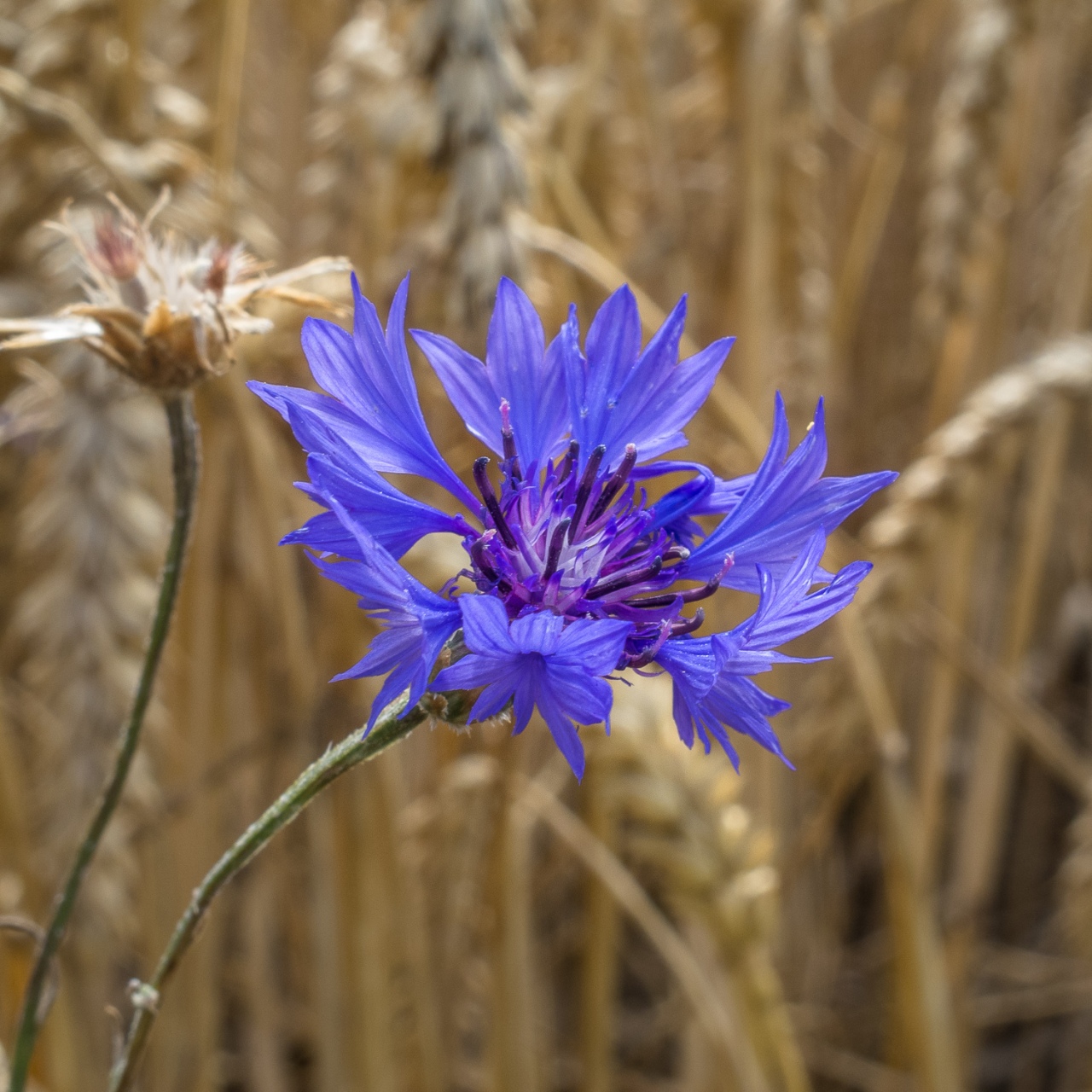 Leuchtend blaue Blüte einer Kornblume im Getreidefeld